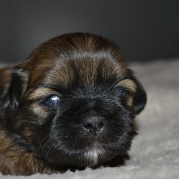 Shih Tzu Puppies from Moore Shih Tzus