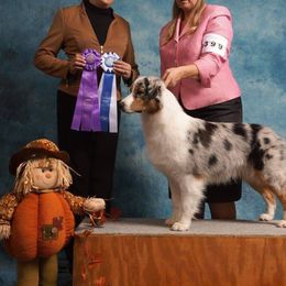 Deri - Australian Shepherd