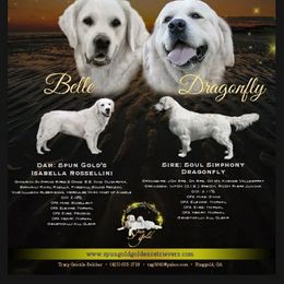 Golden Retriever puppies from Spun Gold Golden Retrievers