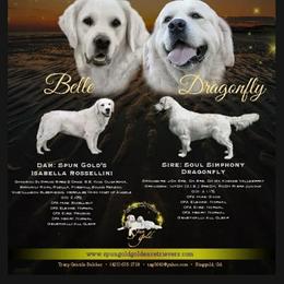 Golden Retriever puppies from Spun Gold Golden Retrievers
