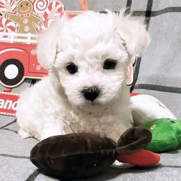 Companion Cross, Maltese, and Maltipoo Puppies from Best Maltese & Toy Poodles of Texas