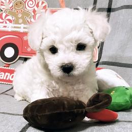 Companion Cross, Maltese, and Maltipoo Puppies from Best Maltese & Toy Poodles of Texas