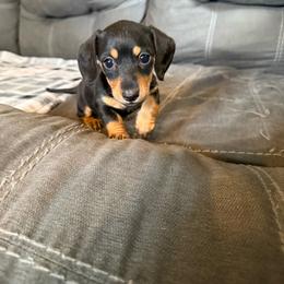 Pom Pom - Black and tan female Dachshund puppy in Atchison, Kansas from Birkin’ Paws