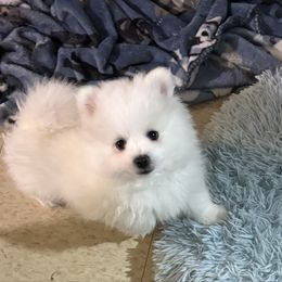Fluff - White male Pomeranian puppy in Rhode Island from Heartfelt Kennels