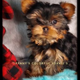 Yorkshire Terrier Puppies from Tiffany’s Colorful Yorkies