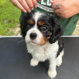 White - Tri-color female Cavalier King Charles Spaniel puppy in Mount Dora, Florida from Carroll’s Cavaliers