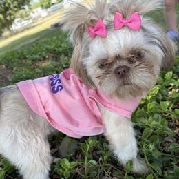 Hazel - Shih Tzu
