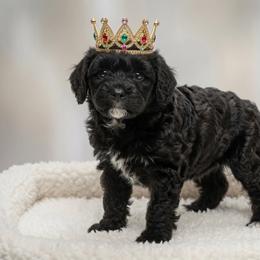 Queen of Spades - Parti female Poodle puppy in Daytona Beach, Florida from Beach Doodles