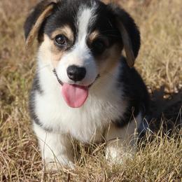 Outlaw - Black and tan male Pembroke Welsh Corgi puppy in West, Texas from Rustic Spur Kennel