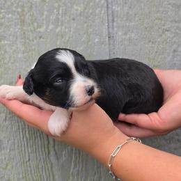 Maize - Black tri-color female Aussiedoodle puppy in Lithia, Florida from Waterford Doodle Farm