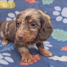 Cedar - Dapple male Dachshund puppy in Maynardville, Tennessee from Grecian Kennel