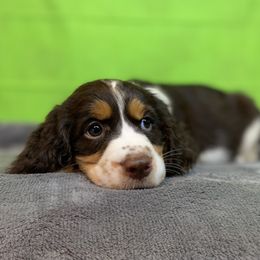 Collete - Liver white and tan female English Springer Spaniel puppy in Crawford, Tennessee from Lilly Lane Spaniels