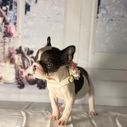 Nova - Black and white female French Bulldog puppy in Plano, Illinois from Velvet Fluffy Pups