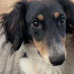 Dachshunds and Pembroke Welsh Corgis from Newton Hay & Cattle