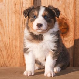 Quincy - White and blue male Border Collie puppy in Fresno, California from Alpine Tails