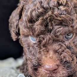 Poodles from Topline Poodles