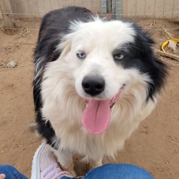 Oliver - Miniature Australian Shepherd