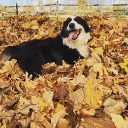Dolly - Australian Shepherd