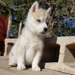 Honey - Gray and white female Siberian Husky puppy in Mccool Junction, Nebraska from Sininger Lagoon