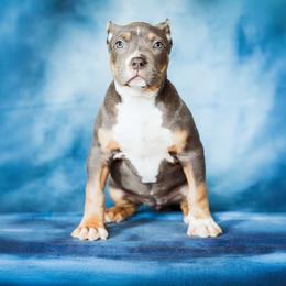 Cape Verde - Blue tri-color female American Bully puppy in Frederick, Maryland from EastSideMarky