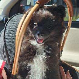 Pepper - Black female Pomeranian puppy in Tampa, St Petersburg, Florida from Diana's Pomeranians