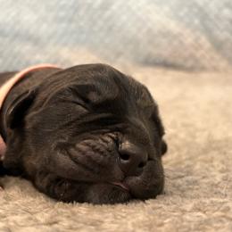 Prime - Black brindle female Cane Corso puppy in Cameron Park, California from Lionheart Cane Corso