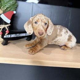 Grace - Dapple female Dachshund puppy in Bradenton, Florida from Winsor Family Dachshunds