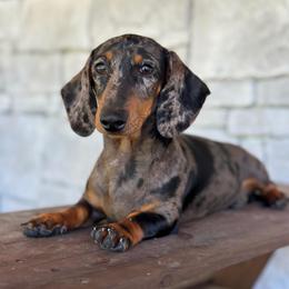 Diamond - Dachshund