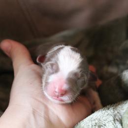 Boy 2 - male Australian Shepherd puppy in Brooker, Florida from The Great Bambino SunState Aussies!