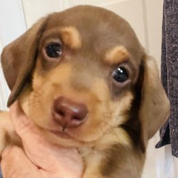 Dachshund Puppies from George Pidgeon