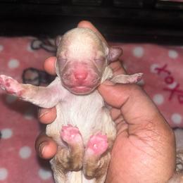 Tommy - Apricot male Poodle puppy in Gastonia, North Carolina from Precious pups dynasty kennel