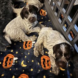 Wirehaired Pointing Griffon Puppies from Gunpowder Griffons