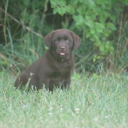 Labrador Retriever Puppies from Prebleridge Acres