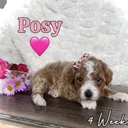 Posy - Red  female Goldendoodle puppy in Runaway Bay, Texas from Green Ranch Doodles