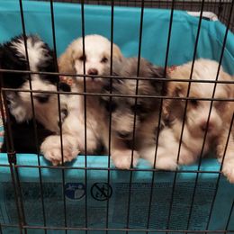 Aussiedoodle Puppies from S & L Oodles of Doodles