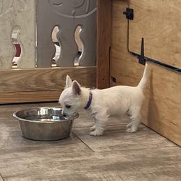 West Highland White Terrier Puppies from Ravens Nest Westies