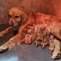 Golden Retriever Puppies from SK Golden Retrievers