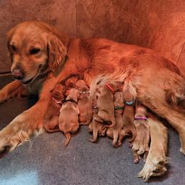 Golden Retriever Puppies from SK Golden Retrievers