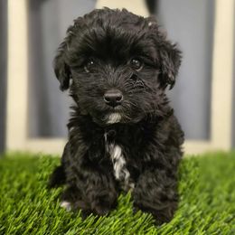 Shiloh - Black and tan female Yorkipoo puppy in Coolidge, Arizona from Effervescent-Pooches