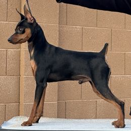 Lucky - Miniature Pinscher