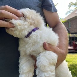 Coton de Tulear Puppies from Smoky Mountains Cotons