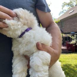 Coton de Tulear Puppies from Smoky Mountains Cotons