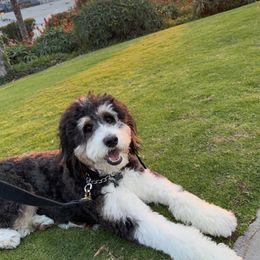 Bernedoodle All Grown Up from Fife and Wife Ranch LLC