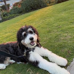Bernedoodle All Grown Up from Fife and Wife Ranch LLC