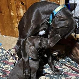 German Shorthaired Pointers from Points North Kennel