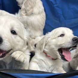 Golden Retriever Puppies from Prim Family Goldens