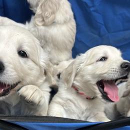 Golden Retriever Puppies from Prim Family Goldens
