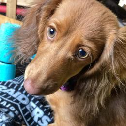 Dachshund Puppies from Shaffers low riding weiners