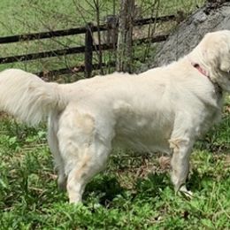 Golden Retrievers from Tranquility Farm