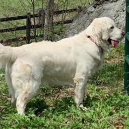 Golden Retrievers from Tranquility Farm